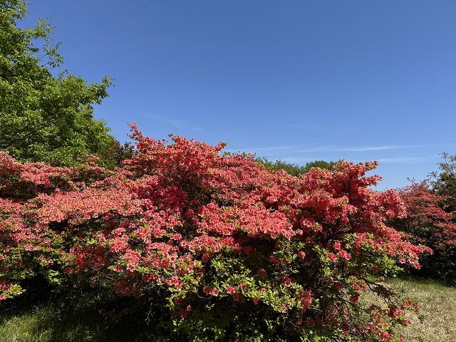 恵山つつじ公園