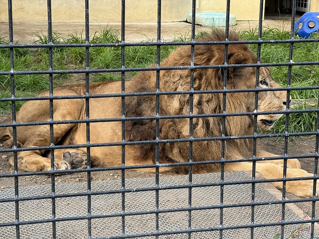 ライオン