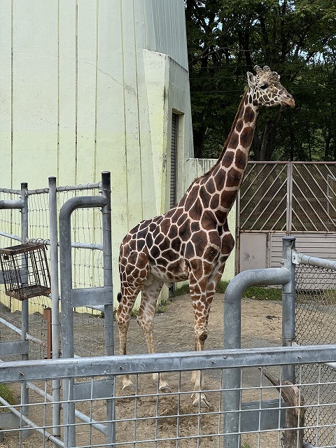 キリン
