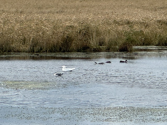 野付半島野鳥観察舎